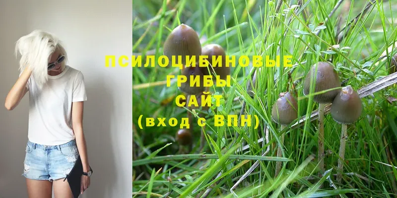 Псилоцибиновые грибы Cubensis  ссылка на мегу ссылка  Камень-на-Оби  хочу  